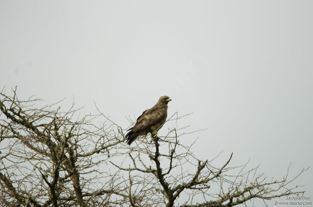 Aigle ravisseur