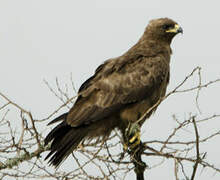 Tawny Eagle