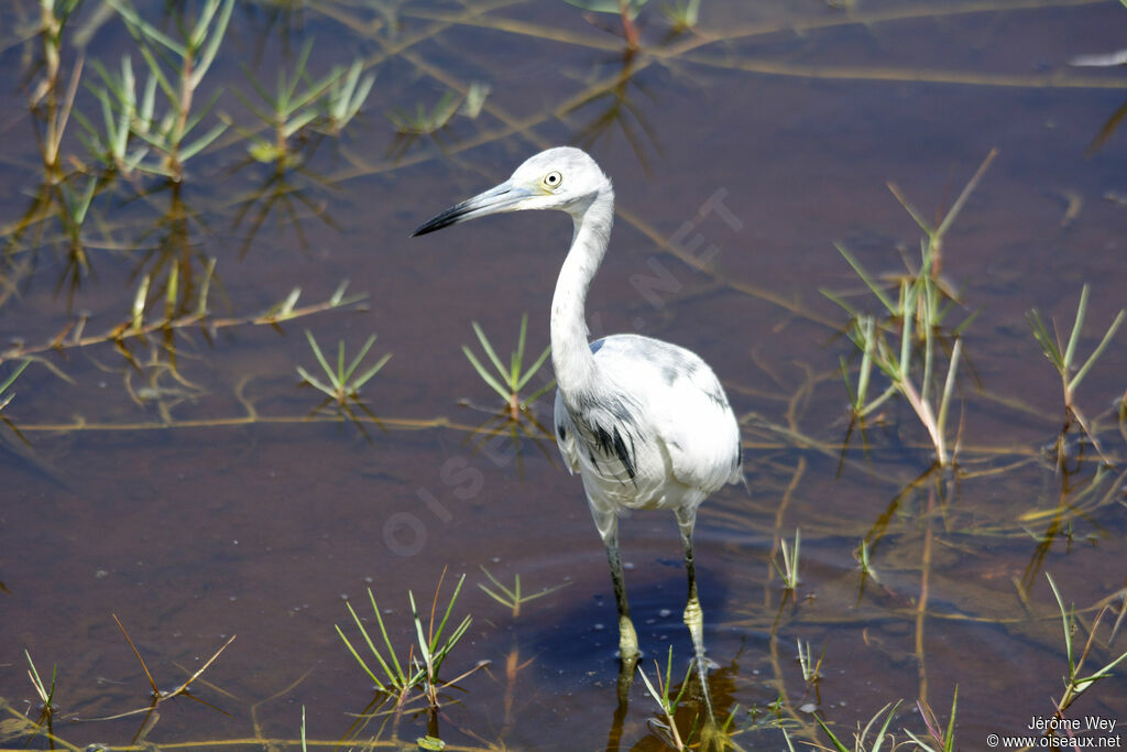 Little Blue Heron