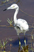 Little Blue Heron