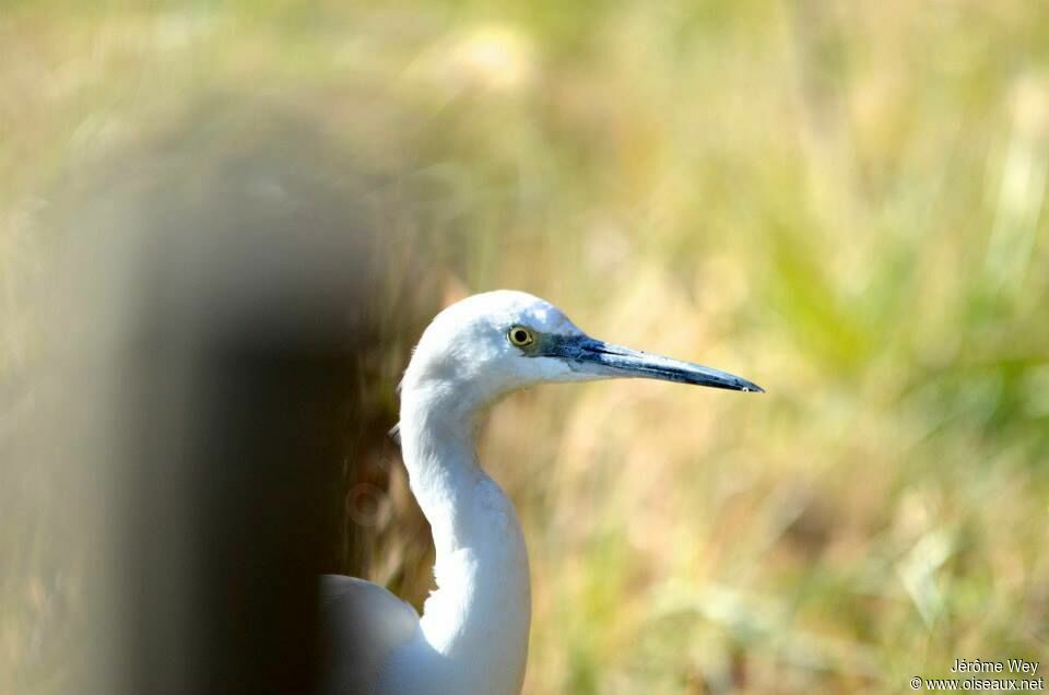 Aigrette garzette