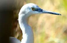 Aigrette garzette