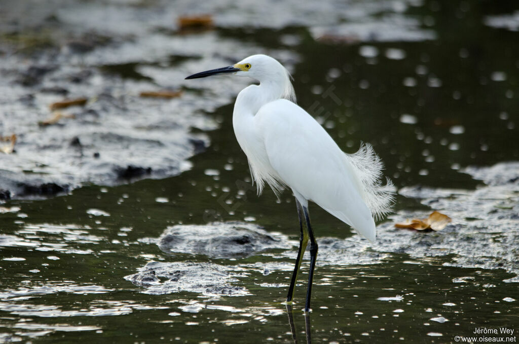 Aigrette neigeuse