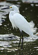 Aigrette neigeuse