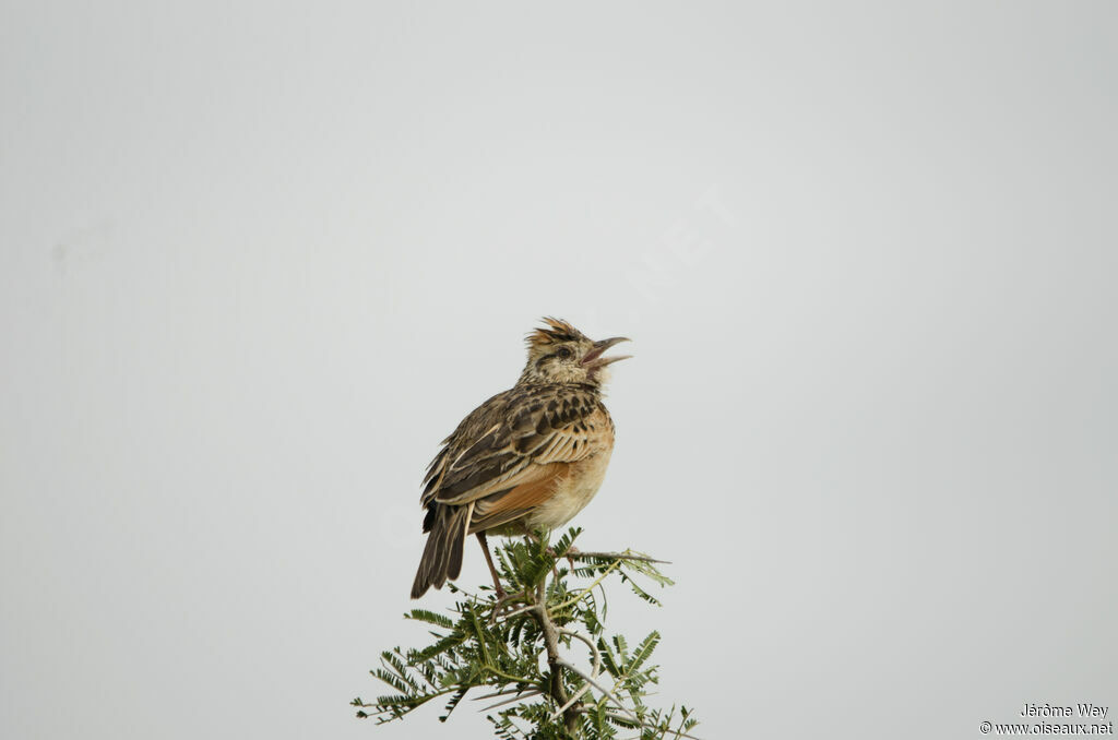 Rufous-naped Lark