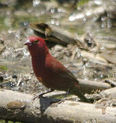 Red-billed Firefinch