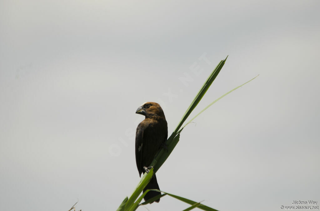 Thick-billed Weaver