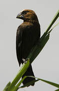 Thick-billed Weaver