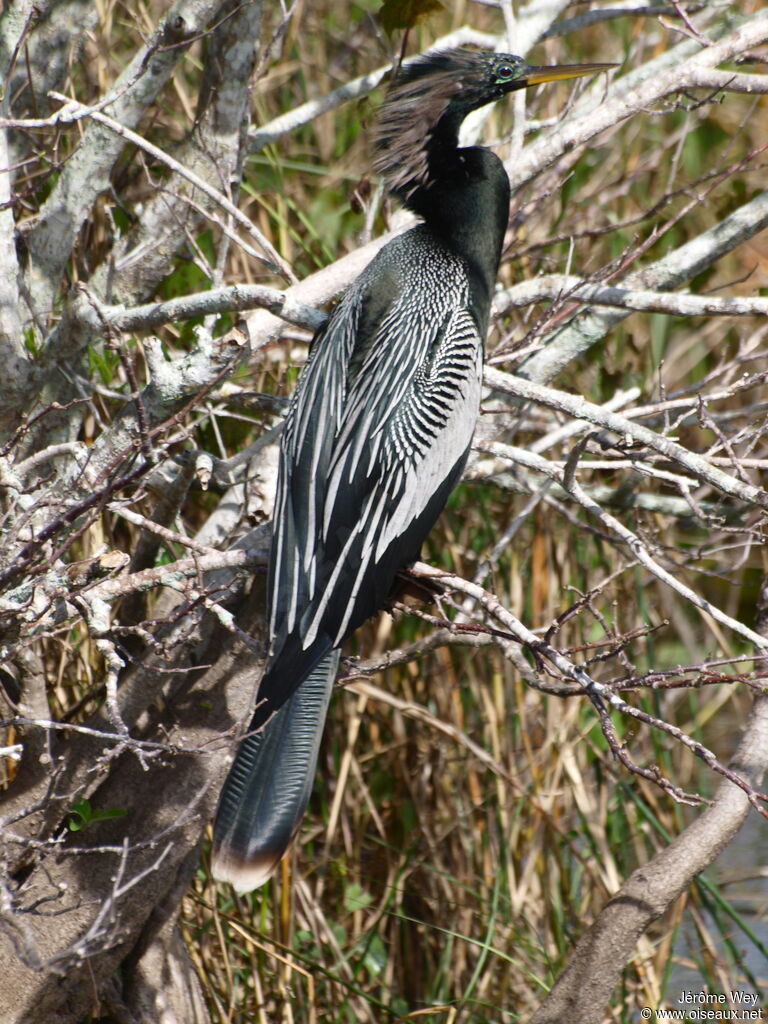 Anhinga d'Amérique mâle adulte, identification