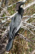 Anhinga