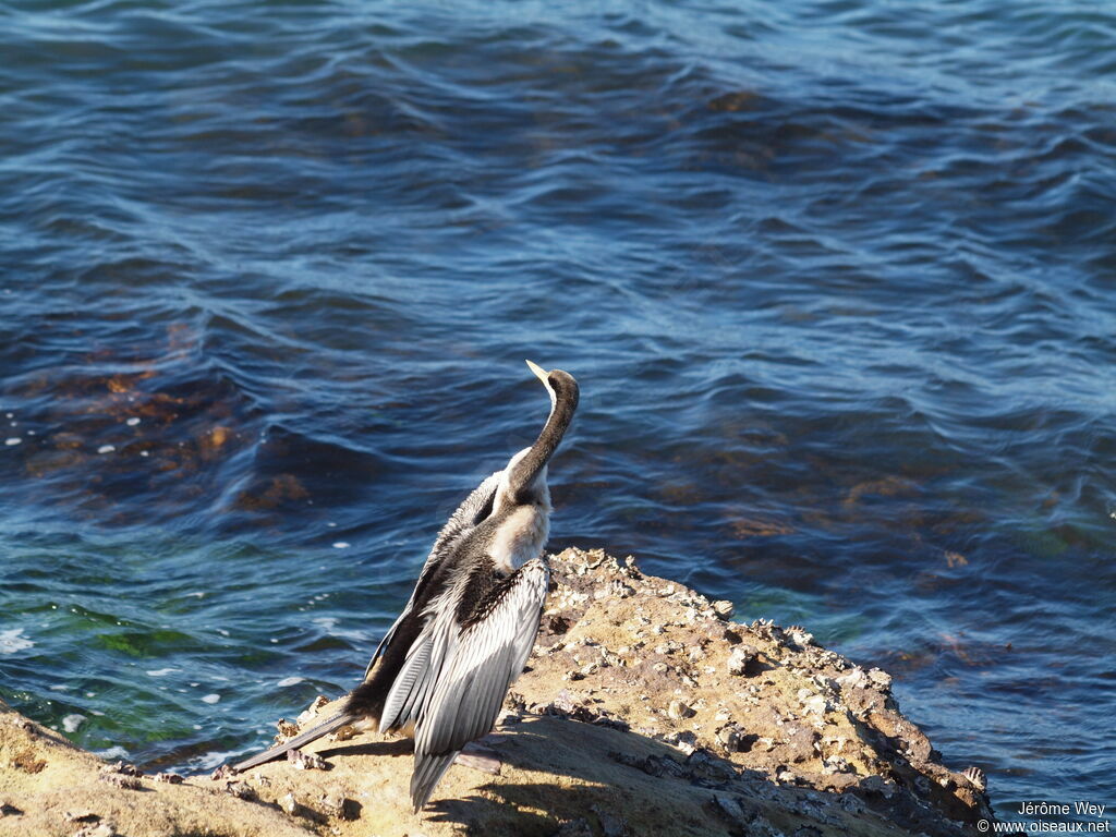 Anhinga d'Australie