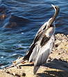 Anhinga d'Australie