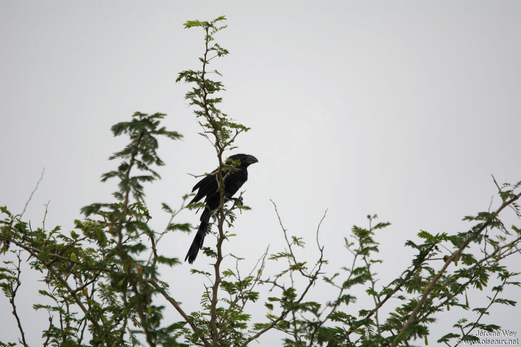 Smooth-billed Ani