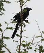 Smooth-billed Ani