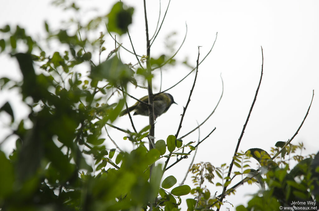 Apalis à face noire