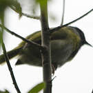 Apalis à face noire