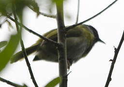 Mountain Masked Apalis