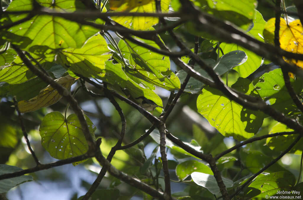 Apalis cendrée