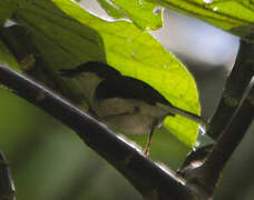 Grey Apalis