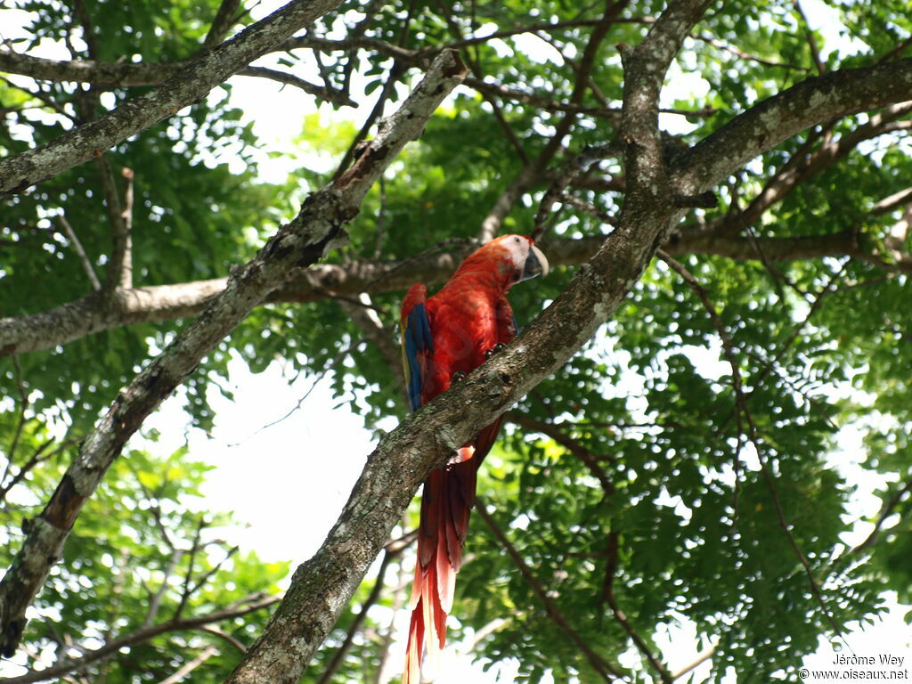 Scarlet Macaw