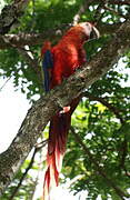 Scarlet Macaw