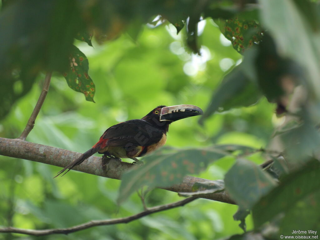 Araçari à collier