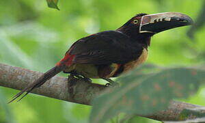 Collared Aracari