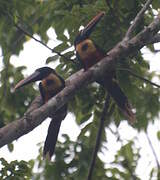 Fiery-billed Aracari