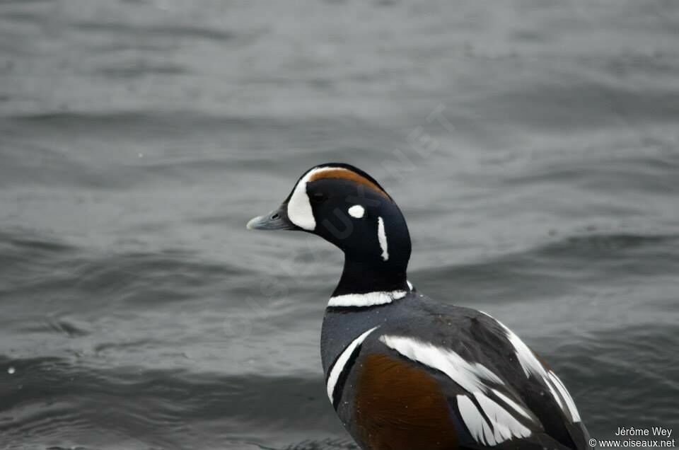 Harlequin Duck