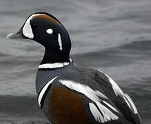 Harlequin Duck