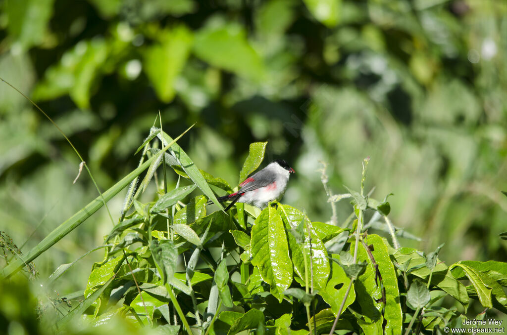 Black-crowned Waxbill