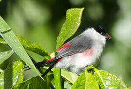 Black-crowned Waxbill