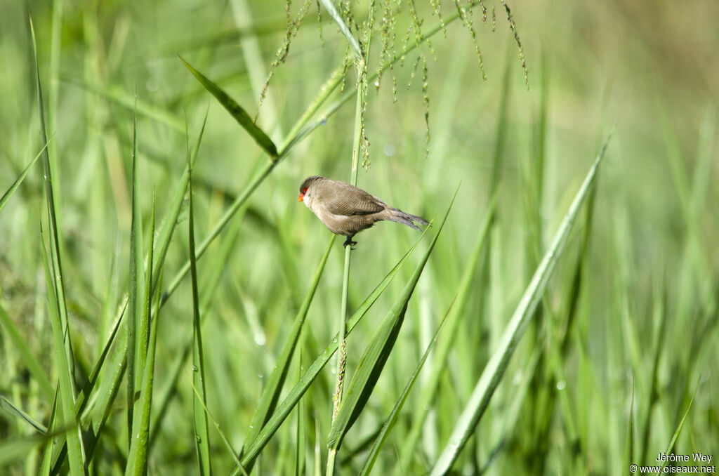 Common Waxbill