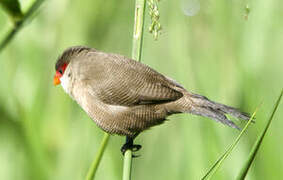 Common Waxbill