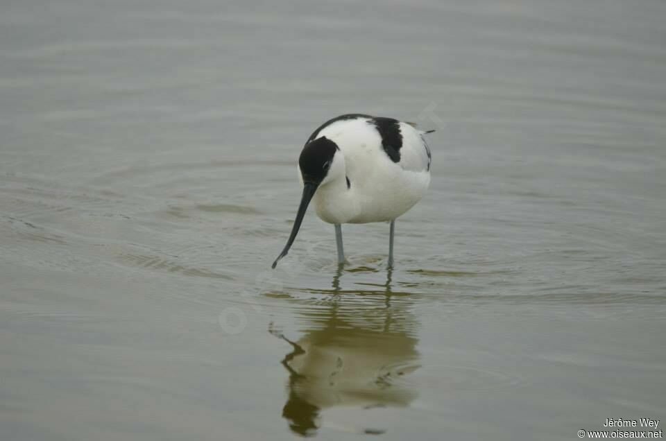 Avocette élégante