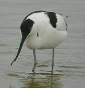 Avocette élégante