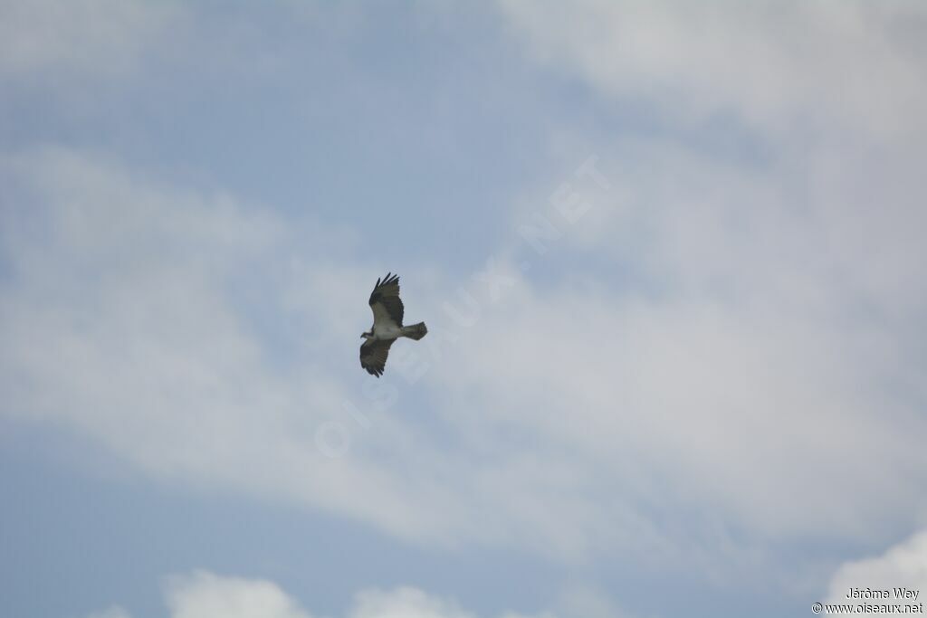 Western Osprey