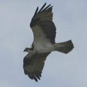 Western Osprey