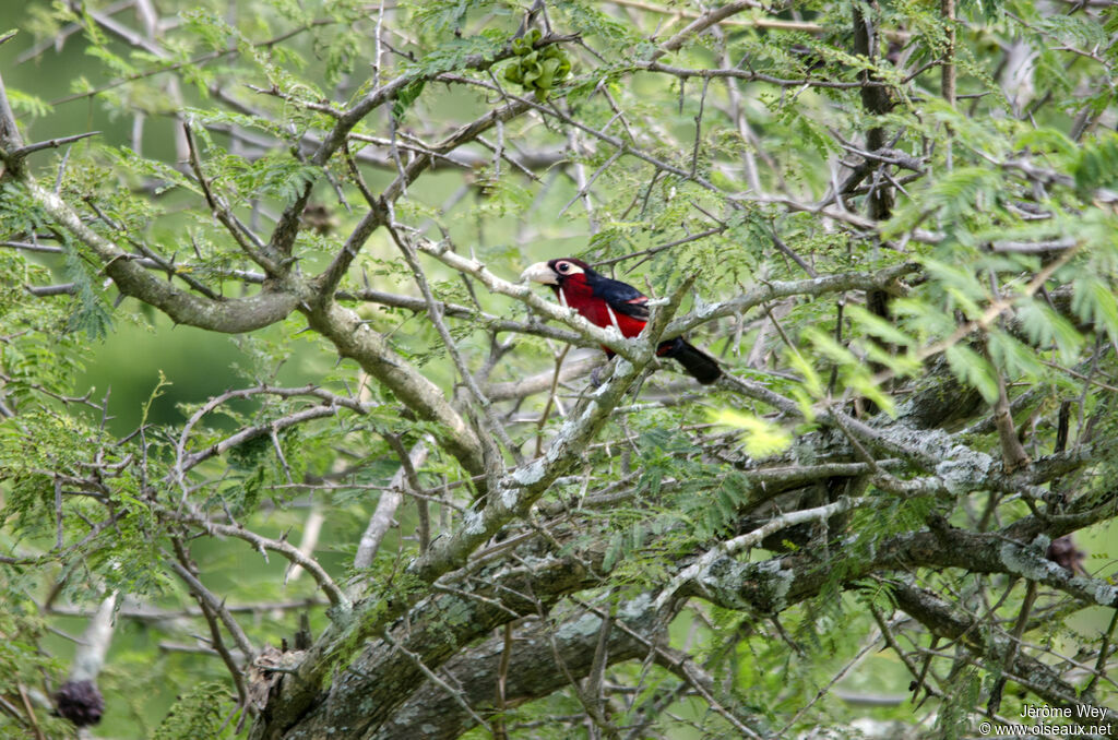 Double-toothed Barbet