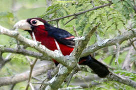 Double-toothed Barbet