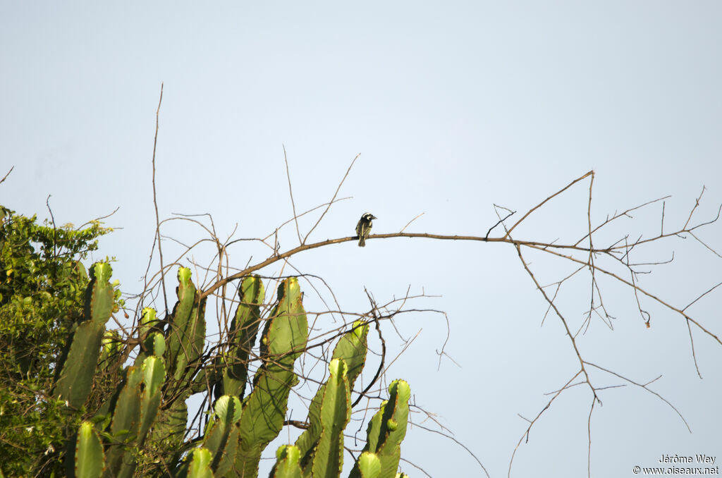 Spot-flanked Barbet