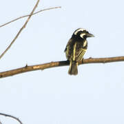 Spot-flanked Barbet