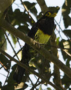 Yellow-billed Barbet