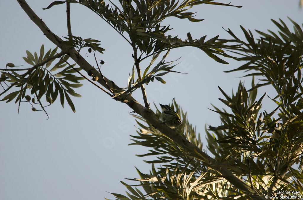 Yellow-rumped Tinkerbird