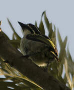 Yellow-rumped Tinkerbird