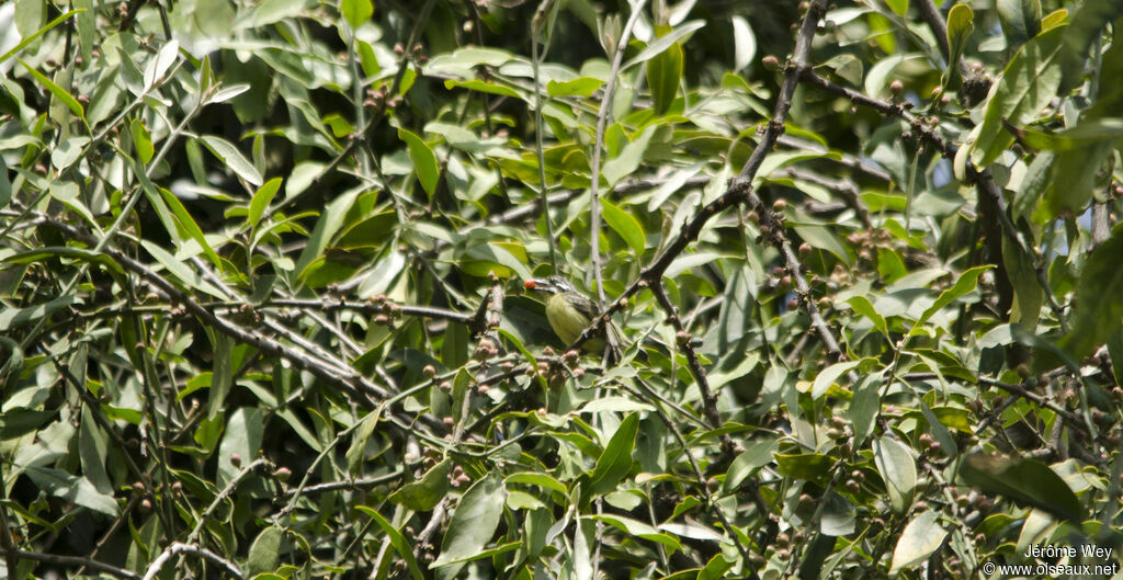 Yellow-fronted Tinkerbird