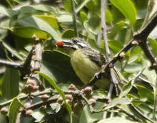 Yellow-fronted Tinkerbird