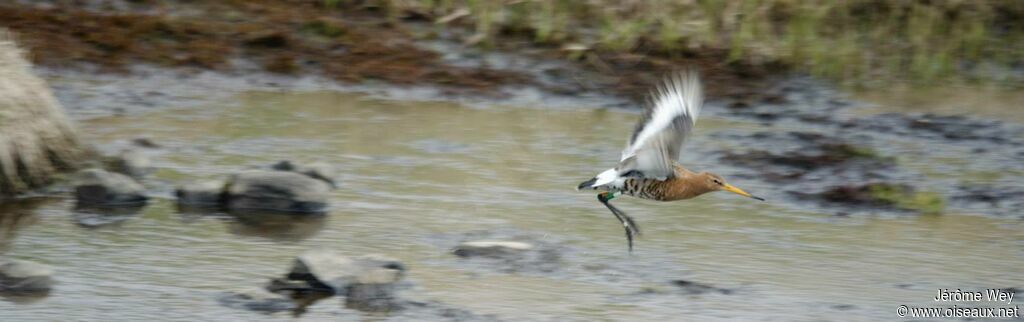 Black-tailed Godwit