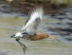 Black-tailed Godwit