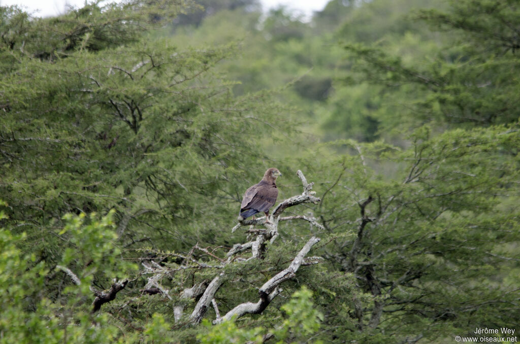 Bateleur